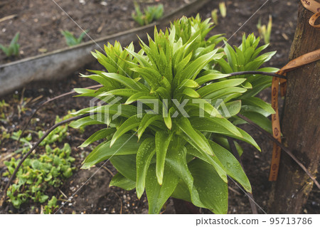 green evergreen flower in the garden, green plants after rain with raindrops 95713786