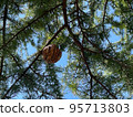 Pine cones of Himalayan cedar Pine cones of Himalayan cedar 95713803