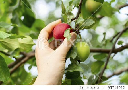 hand holds a red apple on a branch hand holds a red apple on a branch 95713912