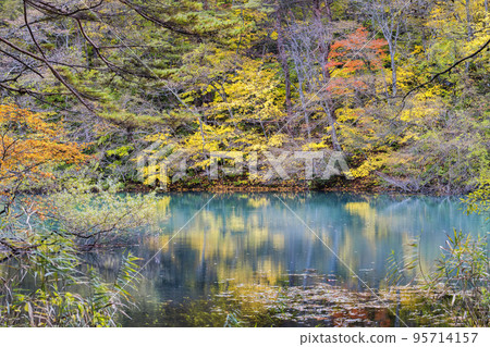Autumn Goshiki-numa Nature Trail Bishamon-numa Kitashiobara Village, Fukushima Prefecture 95714157