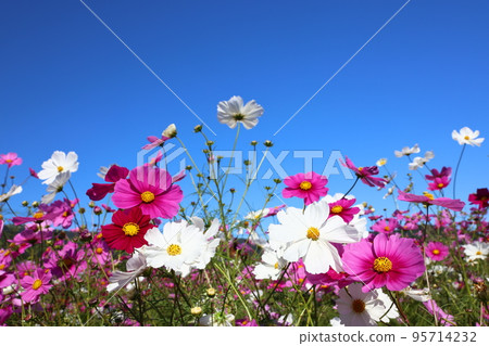 Cosmos 4313 Cosmos 4313 95714232