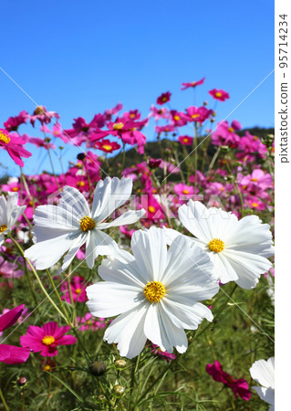 Cosmos 4334 Cosmos 4334 95714234