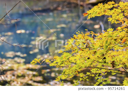 秋季五色沼自然步道 毗沙門沼北鹽原村,福島縣 秋季五色沼自然步道 毗沙門沼北鹽原村,福島縣 95714261