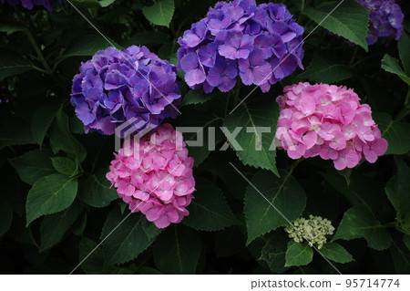 八仙花屬特寫鏡頭 95714774