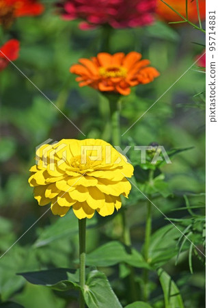 竹草 95714881