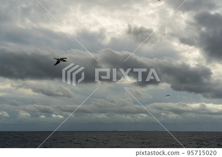 Boobies seen from Ogasawara Maru 95715020