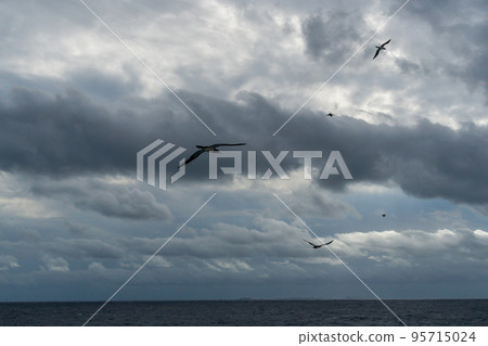 Boobies seen from Ogasawara Maru Boobies seen from Ogasawara Maru 95715024