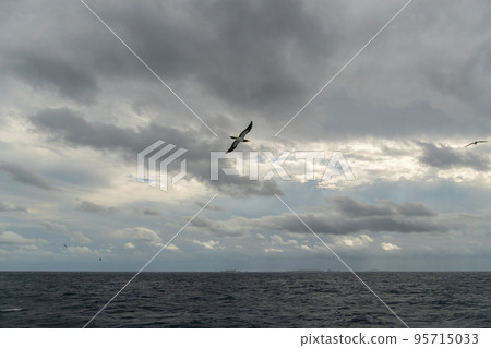 Boobies seen from Ogasawara Maru 95715033