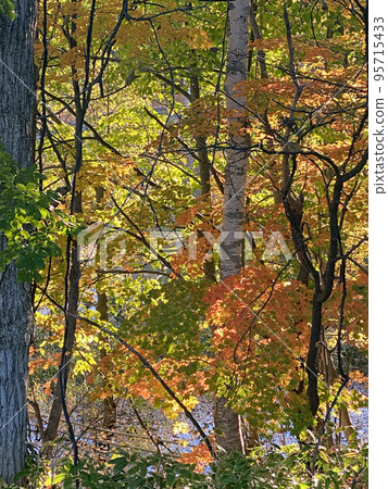 The woods of Kita Park, located in the residential area of Hiraoka, are turning red and yellow in the morning sun. The woods of Kita Park, located in the residential area of Hiraoka, are turning red and yellow in the morning sun. 95715433
