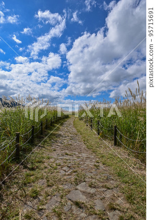 [Nara/ Soni village] Soni plateau, pampas grass and blue sky 95715691