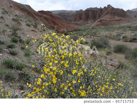 Yellow flowers on a thorny shrub in the canyons of Konorchek (Suluu-Terek) in Kyrgyzstan 95715753
