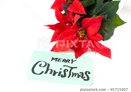 Poinsettia and handwritten message 95715807
