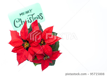 Poinsettia and handwritten message 95715808