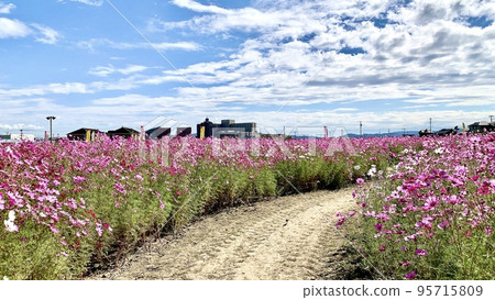 Cosmos field [Akamatsucho, Anjo City, Aichi Prefecture] 95715809