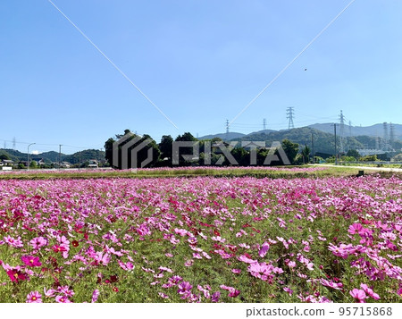 A cosmos field that shines in the clear blue sky of autumn [Kouda Town, Aichi Prefecture] 95715868