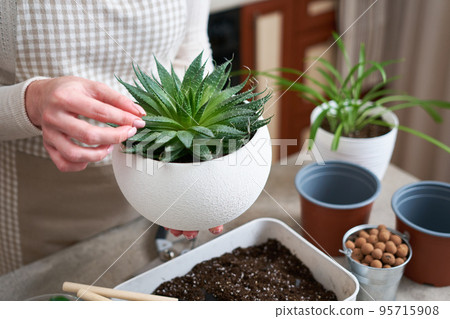 Woman holding planted Aloe Aristata Succulent Plant in white ceramic pot 95715908