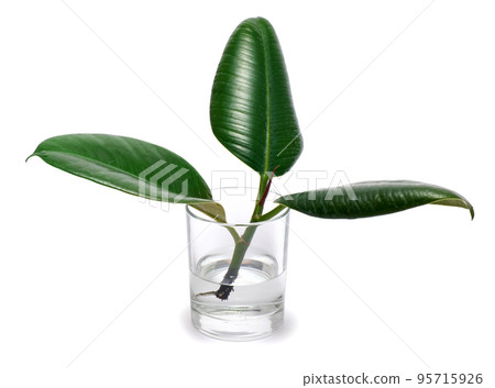 ficus elastica house plant rooted cutting in glass of water isolated on white background 95715926
