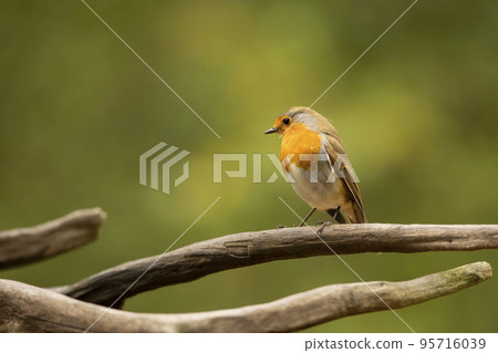 European Robin, Erithacus rubecula, common songbird sitting on the old tree branch, nature habitat, Czech republic European Robin, Erithacus rubecula, common songbird sitting on the old tree branch, nature habitat, Czech republic 95716039