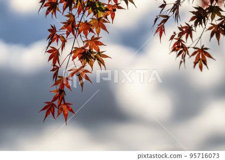 半日神社的紅葉（福島縣豬苗代町） 95716073