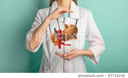 Female doctor with a stethoscope is holding mock stomach in the hands. Help and care concept 95716248