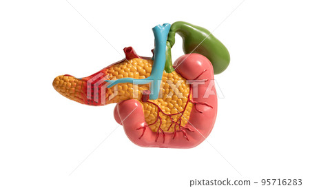 Photo of a pancreas mockup on a white background. For your design. 95716283