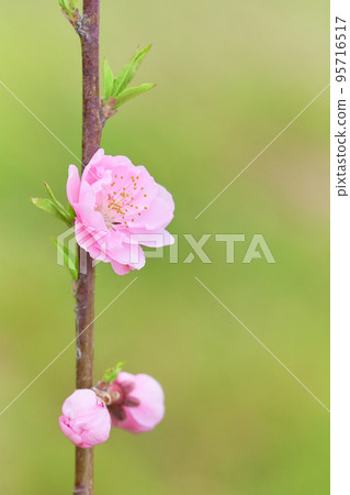 毛茸茸的桃花特寫(花桃) 毛茸茸的桃花特寫(花桃) 95716517