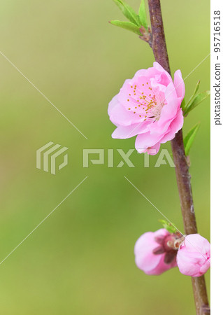 蓬鬆的淡粉色桃花特寫（花桃） 95716518