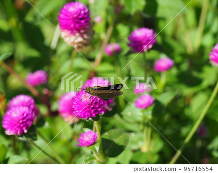 Chabanese seri 吸吮粉紅色千日紅的花蜜 Chabanese seri 吸吮粉紅色千日紅的花蜜 95716554