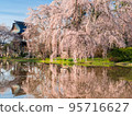 Weeping cherry blossoms at Anzaiji 95716627