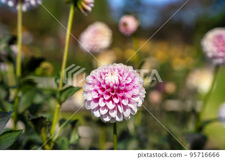 Autumn scenery Brightly blooming dahlias Kawanishi Town, Yamagata Prefecture 95716666