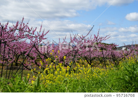 Peach blossoms and rape blossoms Peach blossoms and rape blossoms 95716708