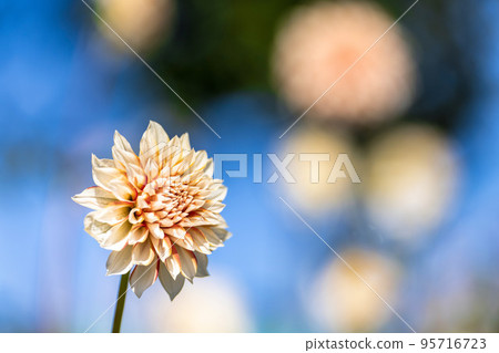 Autumn scenery Brightly blooming dahlias Kawanishi Town, Yamagata Prefecture 95716723