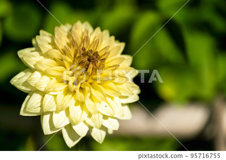 Autumn scenery Brightly blooming dahlias Kawanishi Town, Yamagata Prefecture Autumn scenery Brightly blooming dahlias Kawanishi Town, Yamagata Prefecture 95716755