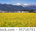 Rapeseed field and North Alps 95716791