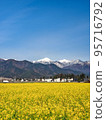 Rapeseed field and North Alps 95716792