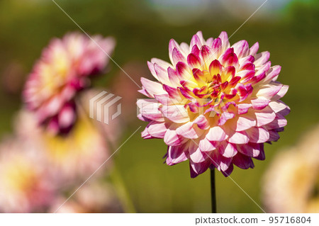 Autumn scenery Brightly blooming dahlias Kawanishi Town, Yamagata Prefecture Autumn scenery Brightly blooming dahlias Kawanishi Town, Yamagata Prefecture 95716804