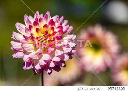 Autumn scenery Brightly blooming dahlias Kawanishi Town, Yamagata Prefecture Autumn scenery Brightly blooming dahlias Kawanishi Town, Yamagata Prefecture 95716805