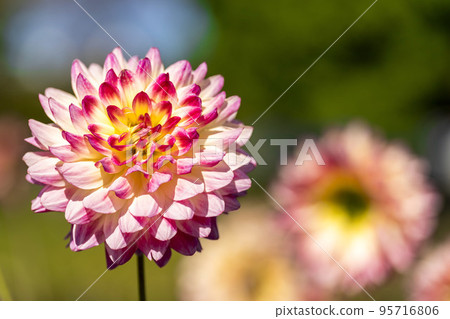 Autumn scenery Brightly blooming dahlias Kawanishi Town, Yamagata Prefecture Autumn scenery Brightly blooming dahlias Kawanishi Town, Yamagata Prefecture 95716806