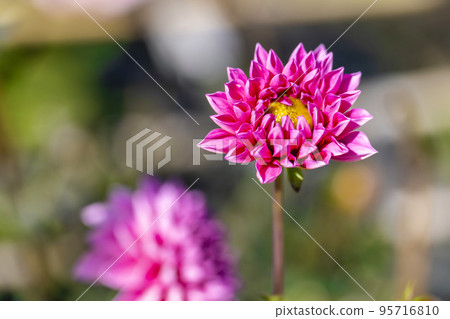 Autumn scenery Brightly blooming dahlias Kawanishi Town, Yamagata Prefecture 95716810