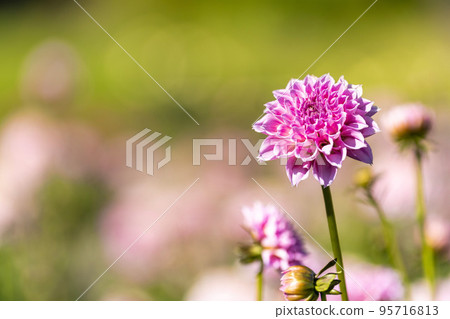 Autumn scenery Brightly blooming dahlias Kawanishi Town, Yamagata Prefecture 95716813