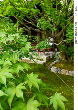 [京都] 少林寺、吉祥紅葉和轄區 95716828