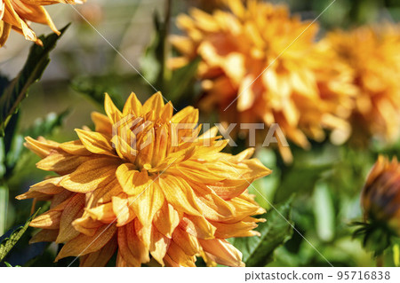 Autumn scenery Brightly blooming dahlias Kawanishi Town, Yamagata Prefecture Autumn scenery Brightly blooming dahlias Kawanishi Town, Yamagata Prefecture 95716838