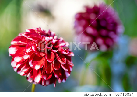 Autumn scenery Brightly blooming dahlias Kawanishi Town, Yamagata Prefecture 95716854