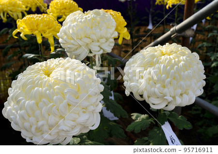 Autumn scenery: Chrysanthemum flowers in full bloom, Nanyo City, Yamagata Prefecture 95716911
