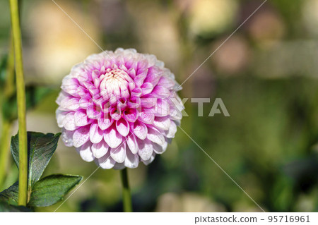 秋天的風景 盛開的大麗花 山形縣川西町 95716961