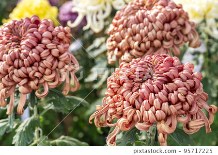 Autumn scenery: Chrysanthemum flowers in full bloom, Nanyo City, Yamagata Prefecture 95717225