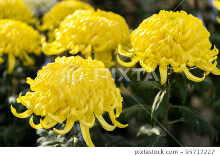 秋景：山形縣南陽市菊花盛開 95717227