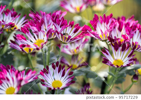 Autumn scenery: Chrysanthemum flowers in full bloom, Nanyo City, Yamagata Prefecture 95717229