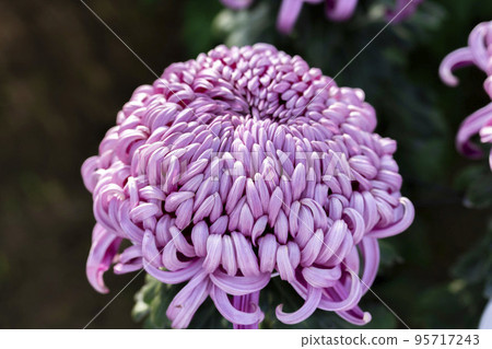 Autumn scenery: Chrysanthemum flowers in full bloom, Nanyo City, Yamagata Prefecture 95717243