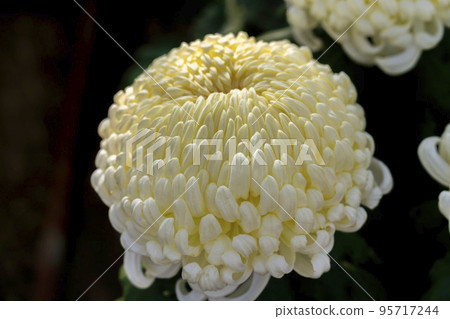 Autumn scenery: Chrysanthemum flowers in full bloom, Nanyo City, Yamagata Prefecture 95717244